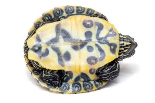 BABY PASTEL RIVER COOTER TURTLE FOR SALE - Image 3