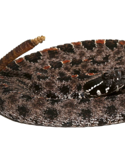PYGMY RATTLESNAKE FOR SALE