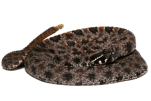 PYGMY RATTLESNAKE FOR SALE