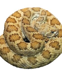 PRAIRIE RATTLESNAKES FOR SALE