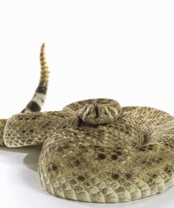 WESTERN MASSASAUGA RATTLESNAKE FOR SALE