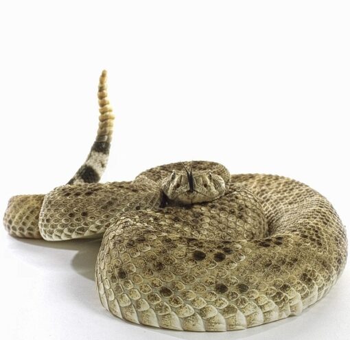 WESTERN MASSASAUGA RATTLESNAKE FOR SALE