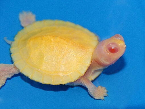 SNOW ALBINO RED EAR SLIDER TURTLE FOR SALE - Image 3