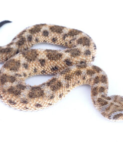 BABY SAHARAN SAND VIPER FOR SALE.