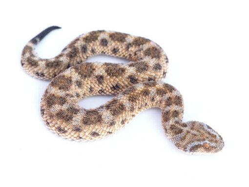 BABY SAHARAN SAND VIPER FOR SALE.