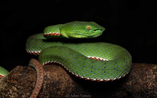 SIAMESE PENINSULA PIT VIPERS FOR SALE.