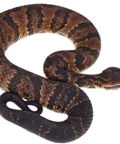 SOUTHERN COTTON MOUTHS FOR SALE