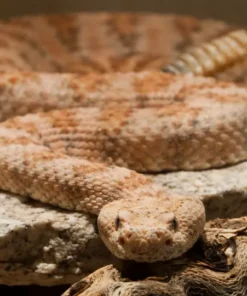 SPECKLED RATTLESNAKE FOR SALE