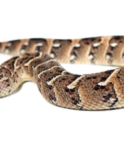 TANZANIAN PUFF ADDERS FOR SALE