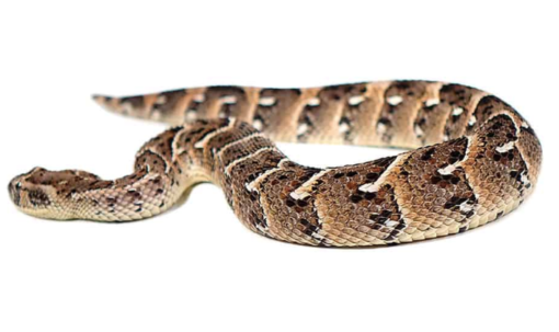 TANZANIAN PUFF ADDERS FOR SALE