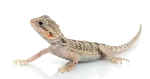 BABY CITRINE BEARDED DRAGON TRIO FOR SALE - Image 2