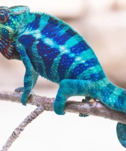 AMBANJA PANTHER CHAMELEON FOR SALE