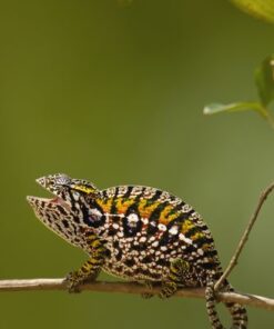 CARPET CHAMELEONS FOR SALE