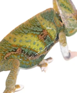 9-11 INCH HIGH WHITE TRANSLUCENT VEILED CHAMELEONS FOR SALE
