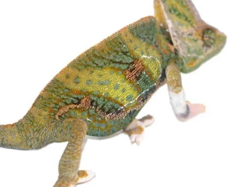9-11 INCH HIGH WHITE TRANSLUCENT VEILED CHAMELEONS FOR SALE