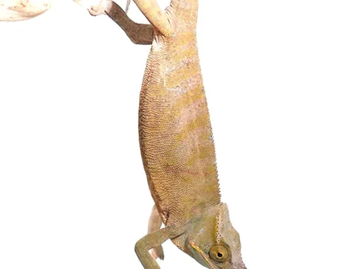 BIFIDUS CHAMELEON FOR SALE - Image 2