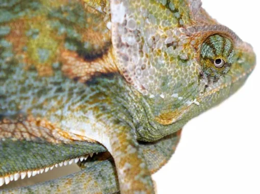 9-11 INCH HIGH WHITE TRANSLUCENT VEILED CHAMELEONS FOR SALE - Image 3
