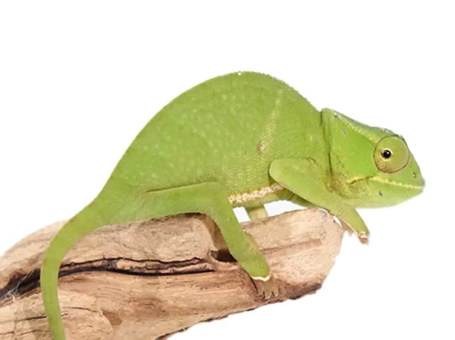 BIFIDUS CHAMELEON FOR SALE - Image 3
