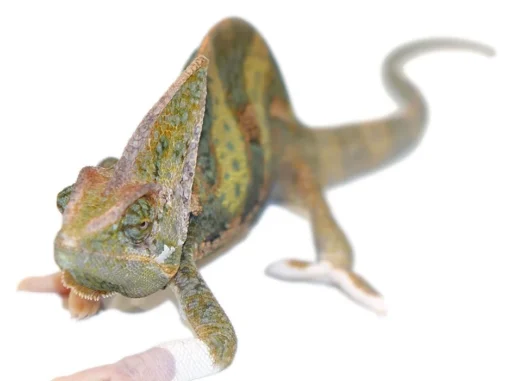 9-11 INCH HIGH WHITE TRANSLUCENT VEILED CHAMELEONS FOR SALE - Image 2