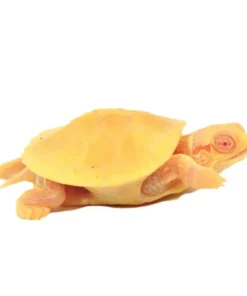 JUVENILE ALBINO RED EAR SLIDER TURTLE PAIRS FOR SALE.