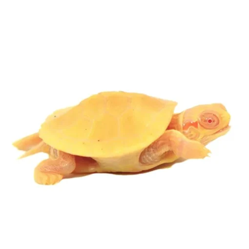 JUVENILE ALBINO RED EAR SLIDER TURTLE PAIRS FOR SALE.