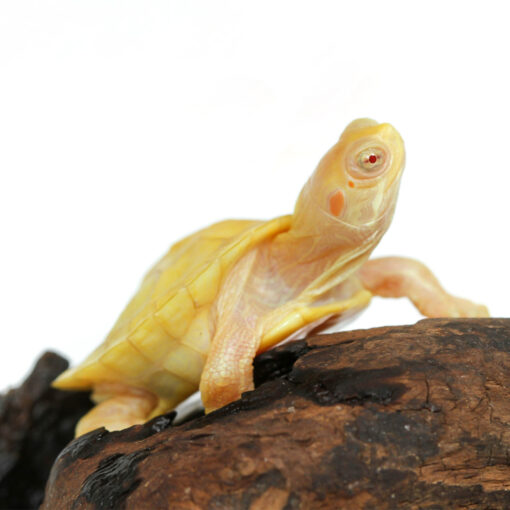 BABY SNOW RED EAR SLIDER TURTLES FOR SALE - Image 3
