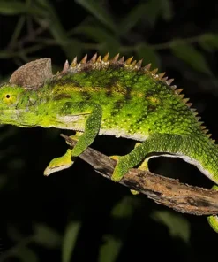 ANTIMENA CHAMELEONS FOR SALE