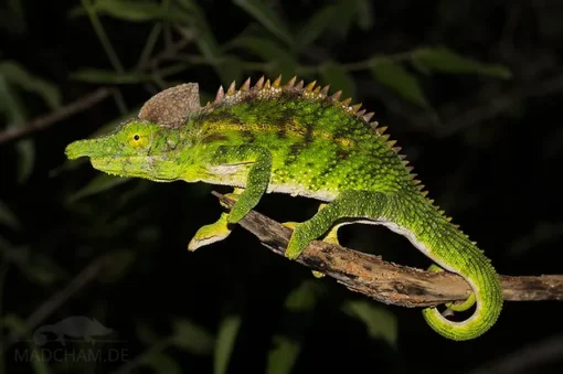 ANTIMENA CHAMELEONS FOR SALE