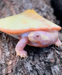 BABY ALBINO PINKBELLY SIDENECK TURTLES FOR SALE
