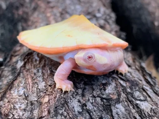 BABY ALBINO PINKBELLY SIDENECK TURTLES FOR SALE