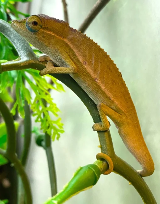 PERINET CHAMELEONS FOR SALE - Image 2