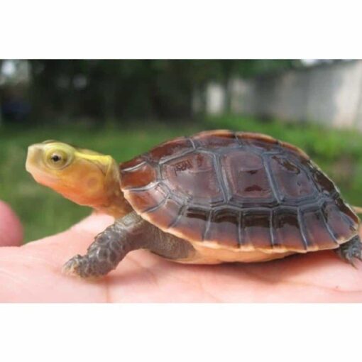 BABY ASIAN BOX TURTLES FOR SALE - Image 4