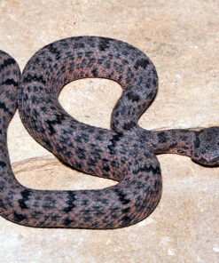 WE HAVE MOTTLED ROCK RATTLESNAKES FOR SALE