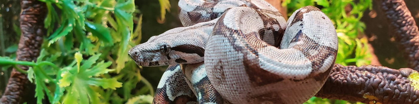 reptiles for sale