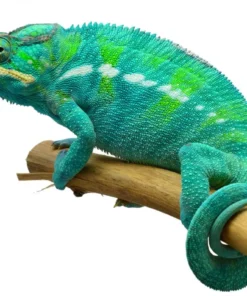NOSY BE PANTHER CHAMELEONS FOR SALE