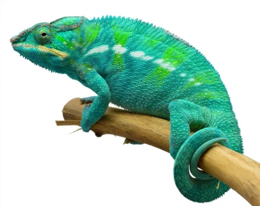 NOSY BE PANTHER CHAMELEONS FOR SALE