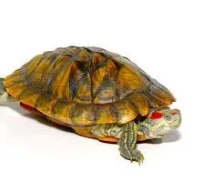 FEMALE PASTEL RED EAR SLIDER TURTLES FOR SALE
