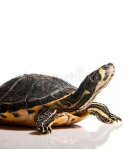 BABY TIMOR SNAKE NECK TURTLE FOR SALE