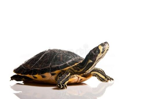 BABY TIMOR SNAKE NECK TURTLE FOR SALE