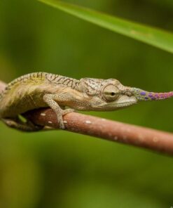 DWARF NOSE HORNED CHAMELEONS FOR SALE