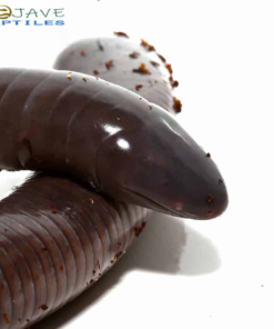 ADULT GIANT MEXICAN CAECILIANS FOR SALE