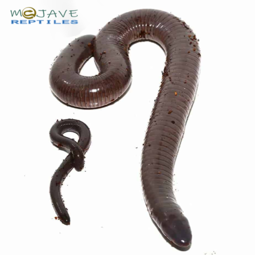 ADULT GIANT MEXICAN CAECILIANS FOR SALE - Image 2