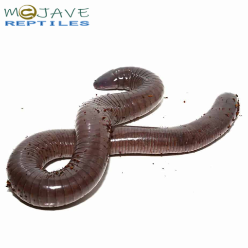 ADULT GIANT MEXICAN CAECILIANS FOR SALE - Image 3
