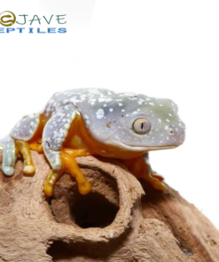 BABY FRINGED LEAF FROG FOR SALE
