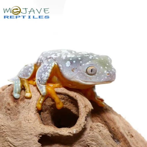 BABY FRINGED LEAF FROG FOR SALE