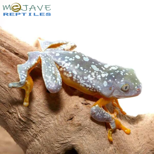 BABY FRINGED LEAF FROG FOR SALE - Image 2