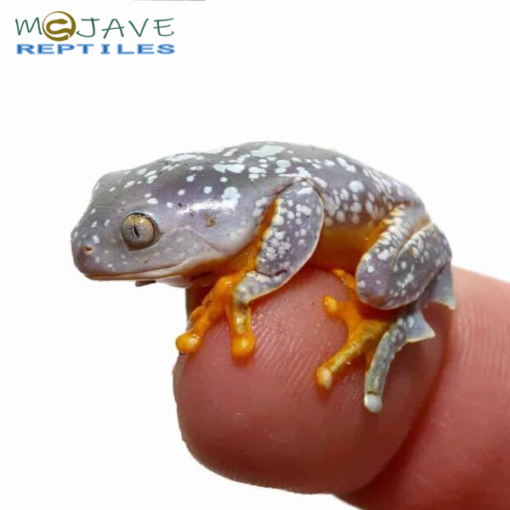 BABY FRINGED LEAF FROG FOR SALE - Image 3