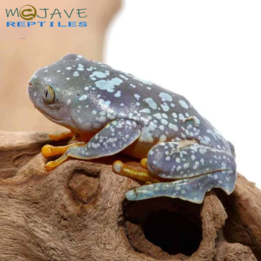 BABY FRINGED LEAF FROG FOR SALE - Image 4