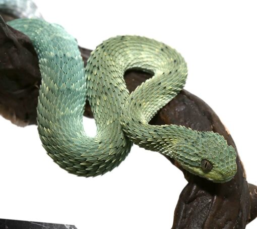 BABY SQUAMIGERA BUSH VIPERS FOR SALE.