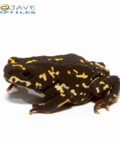 ORANGE HARLEQUIN TOADS FOR SALE
